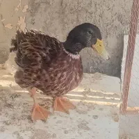 اردک نر