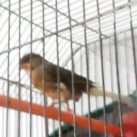 قناری‌نر|پرنده|کرمان, |دیوار