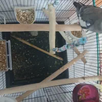 عروس هلندی نر