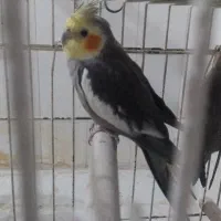 یک جفت عروس هلندی با جوجه