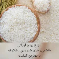 برنج های هاشمی ،فجر ،شبرودی