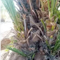 پاجوش برحی اصل دانه درشت|خدمات باغبانی و درختکاری|سعدآباد, |دیوار