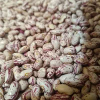 لوبیا چیتی فرآوری شده کاملا بهداشتی با دستگاه