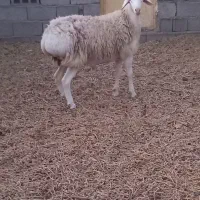 ۳۵،۰۰۰۰۰|حیوانات مزرعه|زهان, |دیوار