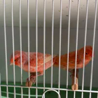 فروش قناری نر برفکی درشت|پرنده|مبارکه, |دیوار