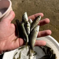 بچه ماهی در کیفیت فوق‌العاده