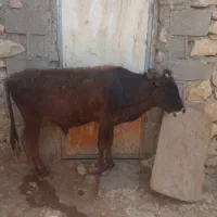 گاور نر