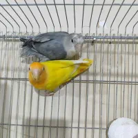 کوتوله تراکویسه|پرنده|بندرعباس, |دیوار