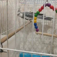 عروس هلندی وایت فیس