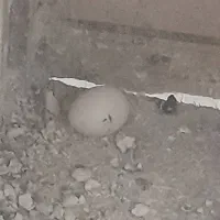 عروس هلندی جفت با تخم