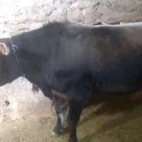 گوساله نر سویسی