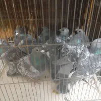 کبوتر پلاکی عربستان و جا اردن