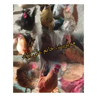 تخم مرغ نژادی و تخم بوقلمون برنز