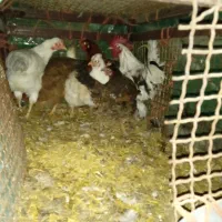 خورس|حیوانات مزرعه|اسلام‌‌آباد غرب, |دیوار