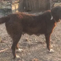 سگ قدرجونی ماده