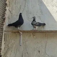 کفتر|پرنده|رودان, |دیوار