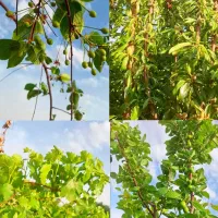 باغ 600 متری نظام آباد