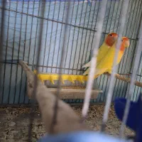 جفت برزیلی مولد