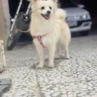 سگ آپارتمانی