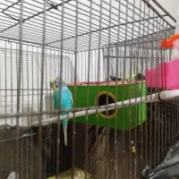 مرغ عشق جفت باجوجه