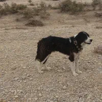 سگ. نرو لاس|سگ|امیدیه, |دیوار