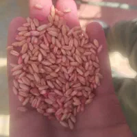 خدمات بوجاری در شیراز