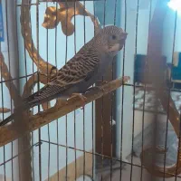 مرغ عشق کاکلی