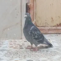پلاکی مسافت بالا معاوضه با سهره یا قناری