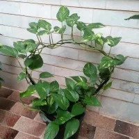 گیاه|گل و گیاه طبیعی|میبد, |دیوار