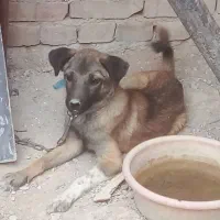 دوتا توله سگ ماده