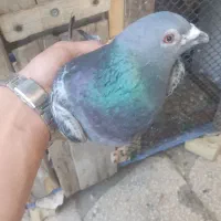 کبوتر چاپی