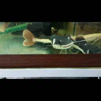 ماهی ردتیل ۲۰ سانتی