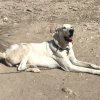 ماده سگ خراسانی ۲۰ماهه|سگ|نورآباد ممسنی, |دیوار