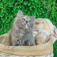 توله پرشین کت عروسکی|گربه|اراک, |دیوار