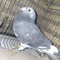 کبوتر مسافتی