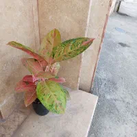 گل وگیاه طبیعی