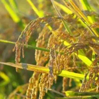 شلتوک لنجان امسالی