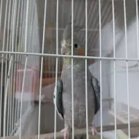 عروس هلندی|پرنده|اردکان, |دیوار