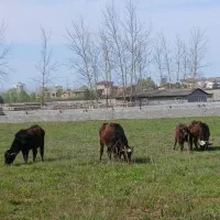 ۴راس گاومیش