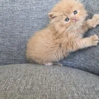 پرشین های زیبا و خاص|گربه|کرج, عظیمیه|دیوار