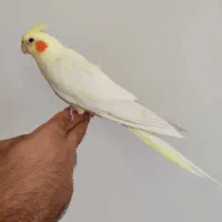 پرنده نژاد یخی اهلی و حرف میزنه