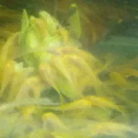 کت پوزه بوته ای سوپر باله|ماهی|مشهد, رده|دیوار