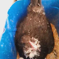 جفت مرغ و خروس گلین