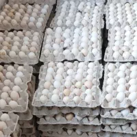 تخم مرغ نطفه دار عربی