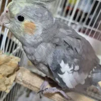 عروسک هلندی