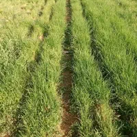 پیازمینروا|گل و گیاه طبیعی|کهنوج, |دیوار