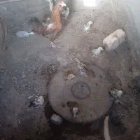 جوجه محل