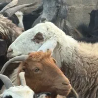 یک راس میش گوشتی|حیوانات مزرعه|بانش, |دیوار