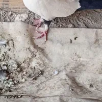 کبوتر سفید دم سیاه