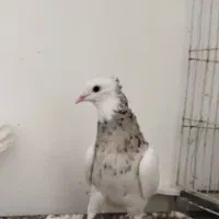 کبوتر طوقی|پرنده|مشهد, کوثر|دیوار